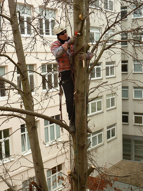 Výškové prořezávání a kácení stromů